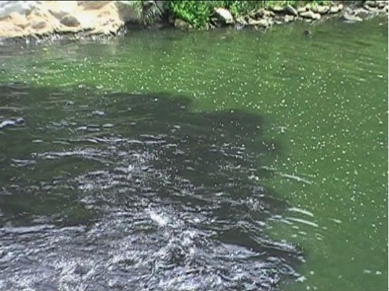 神定河内的污水