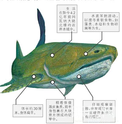 比硬骨鱼更古老的盾皮