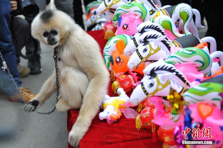 昆明动物明星买年货(5)