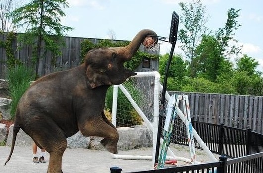 动物打篮球集锦