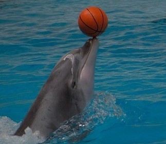动物打篮球集锦