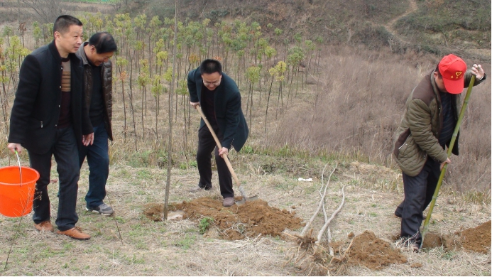 商城县移民办开展春季义务植树活动(2)_基层传