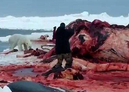 北极熊欲分鲸鱼肉被枪杀