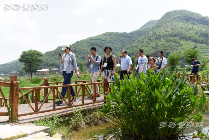 全国网络名人走进枫香镇感受遵义红色乡村旅游文化