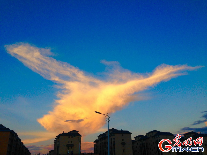 14125 欲火凤凰 _作品选登