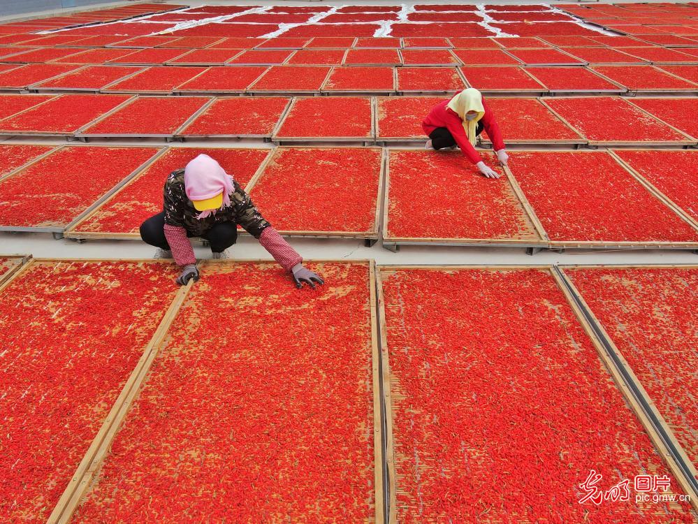 Farmers drying organic wolfberries in NW China's Gansu Province
