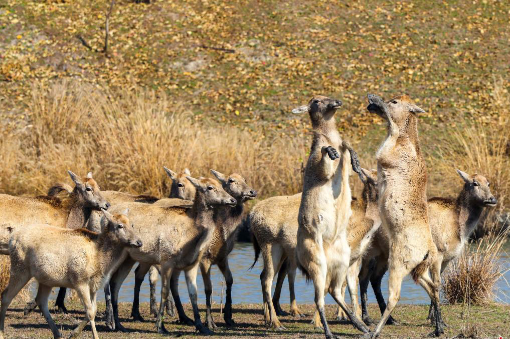 Flock of Milu deer enjoy early winter's wetland