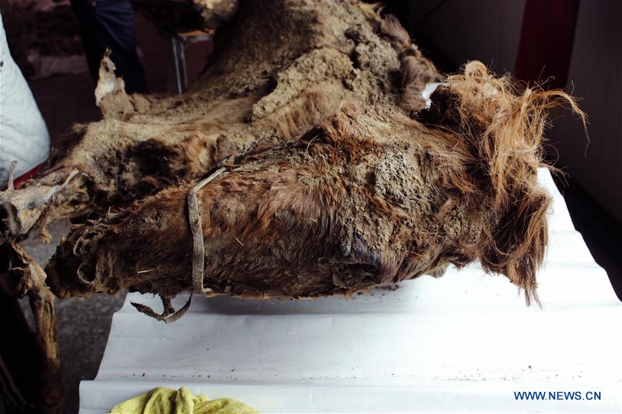 mongolian archaeologists excavate rare intact ancient mummy