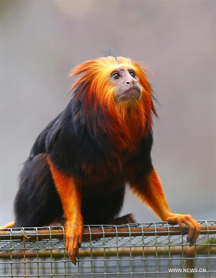 golden-headed lion tamarins seen at planckendael zoo in belgium