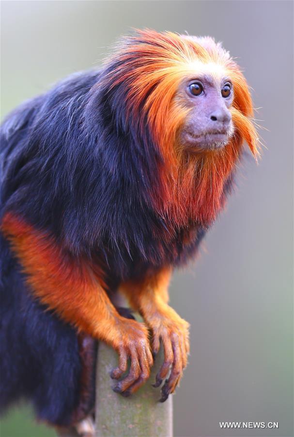 golden-headed lion tamarins seen at planckendael zoo in belgium