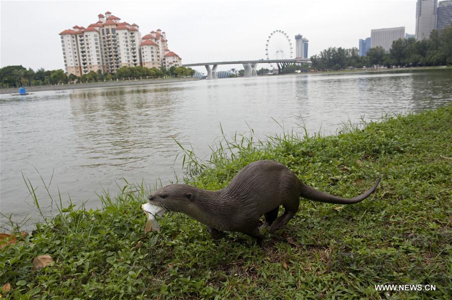 Smooth-coated otter families increase in Singapore Smooth-coated otter families increase in Singapore