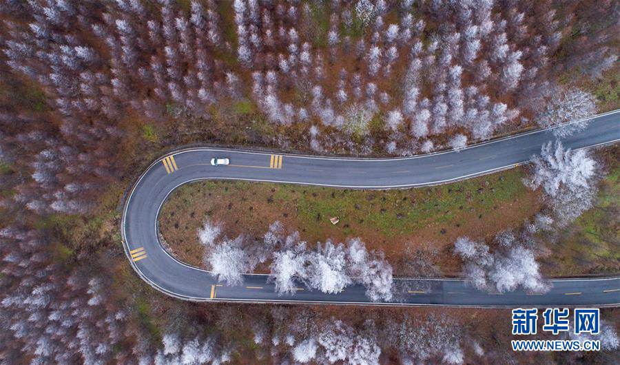 snow-covered shennongjia forestry district