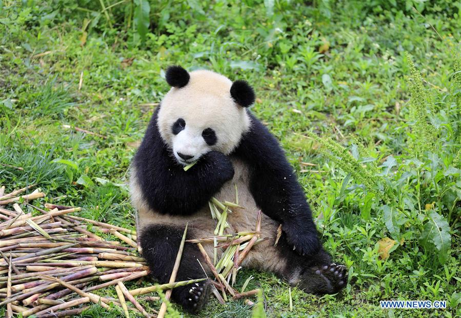 giant pandas "meng meng", "jiao qing" leave for germany