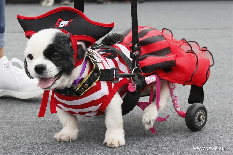 odd a dog participates in a pets halloween parade called cano