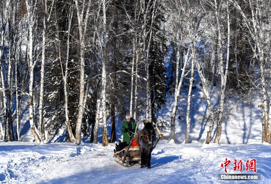 Horse drawn sleds seen in NW China’s Xinjiang