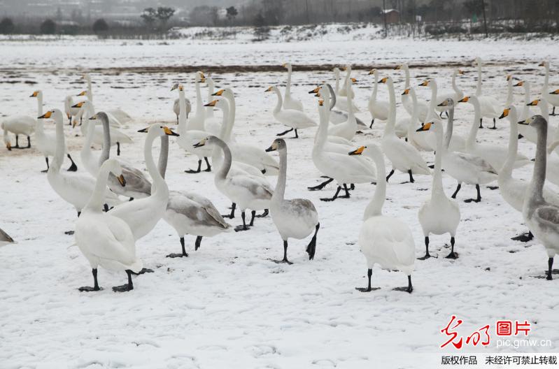 Swans seen in N China’s Shanxi Province