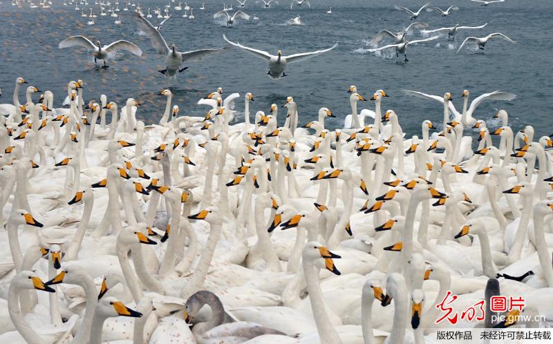 Swans live through winter in China’s Shandong Province