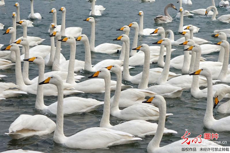 Swans live through winter in China’s Shandong Province