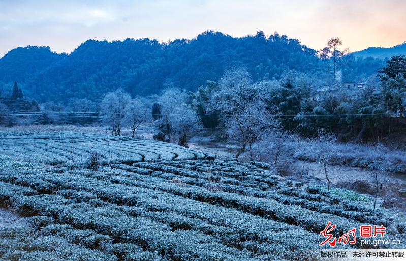 Picturesque rime scenery in E China’s Anhui Province