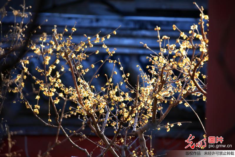 Wintersweet flowers seen in Beijing