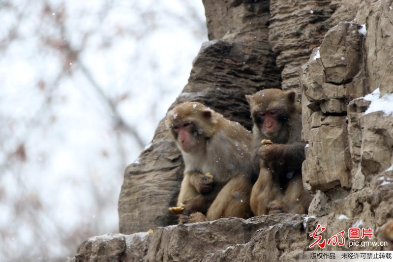 In photos: macaques at zoo after snowfall in C China
