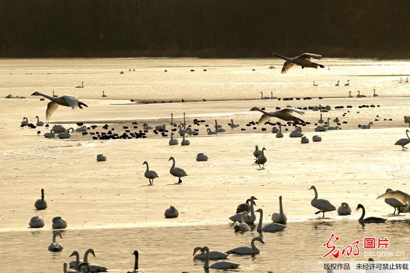 White swans seen in C China’s Henan Province