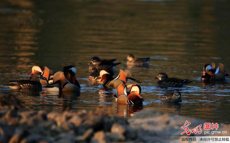 Mandarin ducks seen in C China’s Anhui