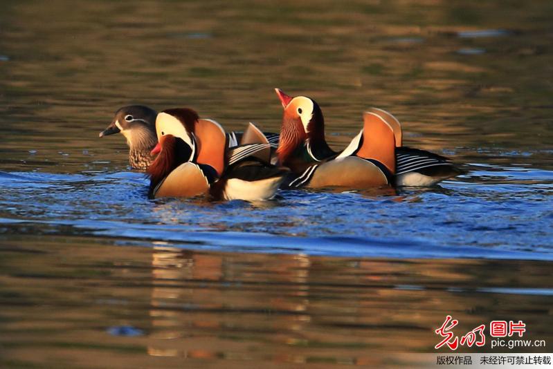 Mandarin ducks seen in C China’s Anhui
