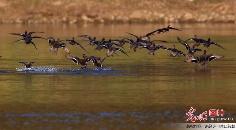 Mandarin ducks seen in C China’s Anhui