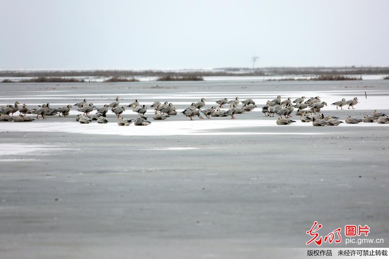 Migrant birds seen in SW China’s Guizhou