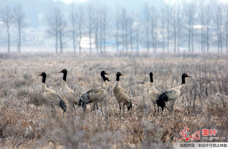 Migrant birds seen in SW China’s Guizhou