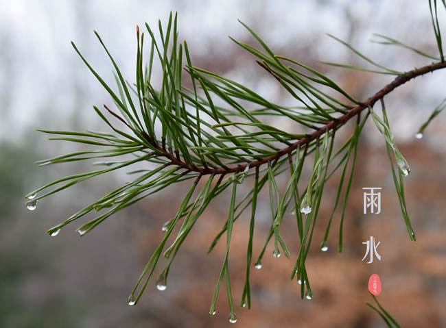 【有礼有节】雨水：雪消门外千山绿，花发江边二月晴