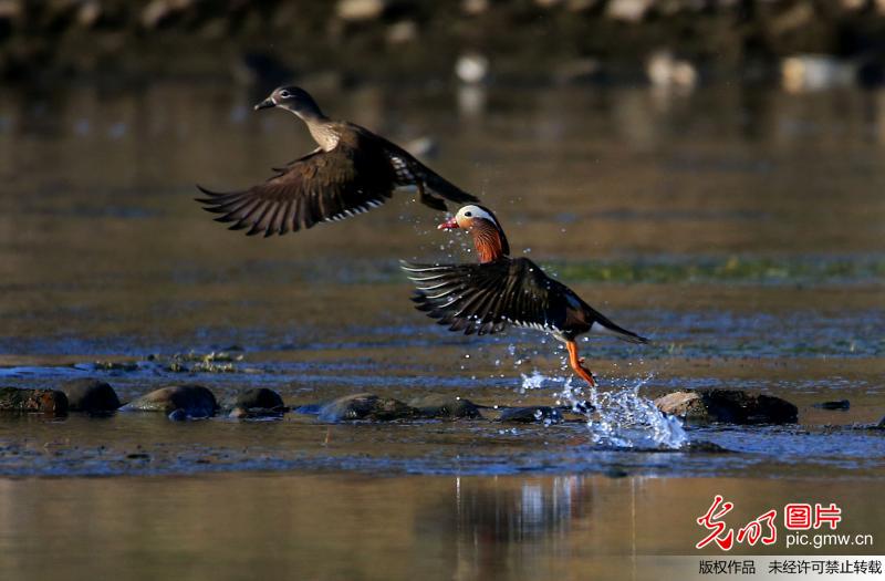 Wild mandarin ducks seen in E China’s Anhui Province