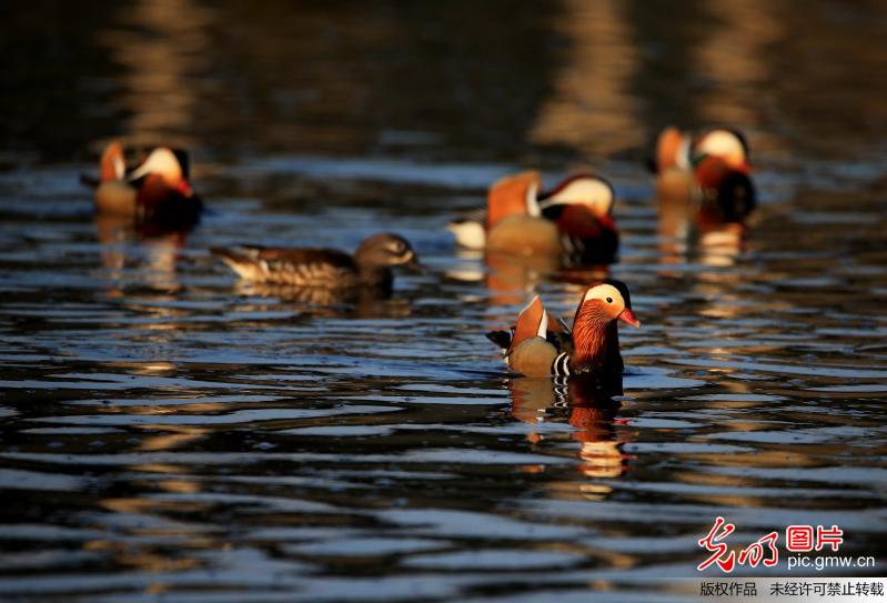 Wild mandarin ducks seen in E China’s Anhui Province