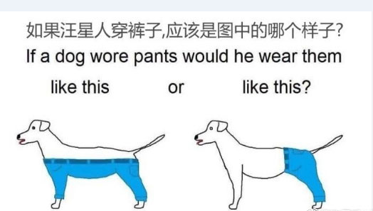 If a dog wore pants what he would be like