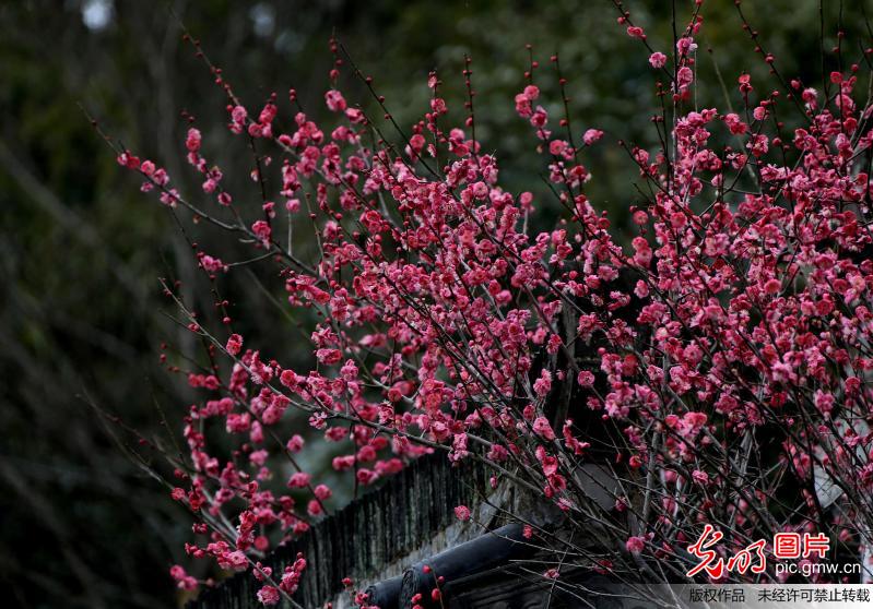 Plum blossoms seen in Jiangxi