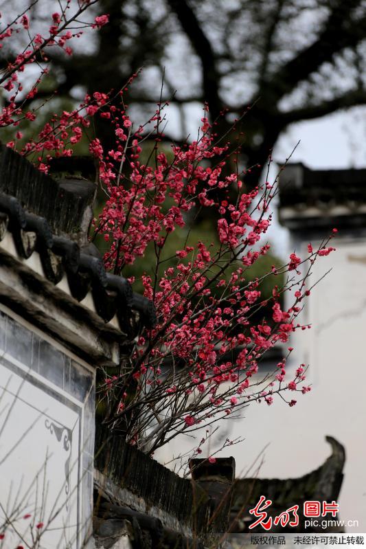 Plum blossoms seen in Jiangxi