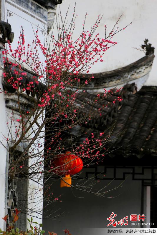 Plum blossoms seen in Jiangxi