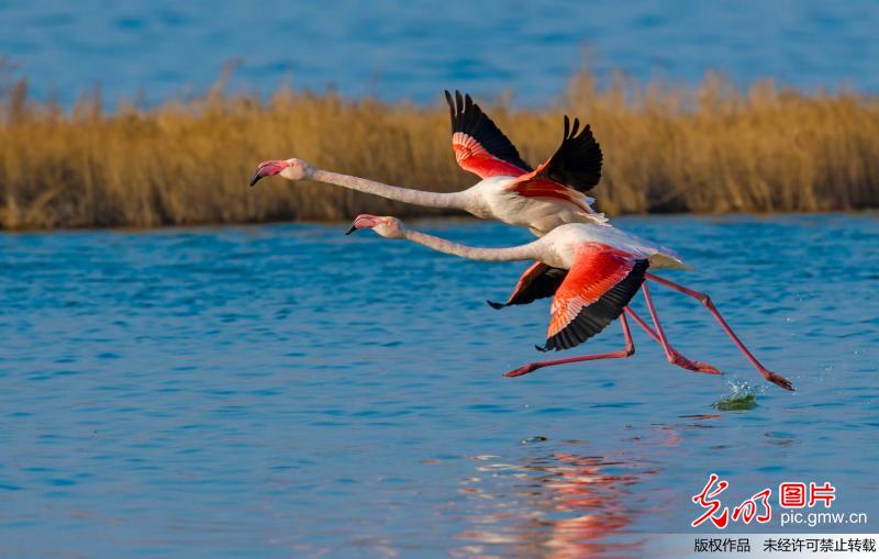 Flamingo seen in N China