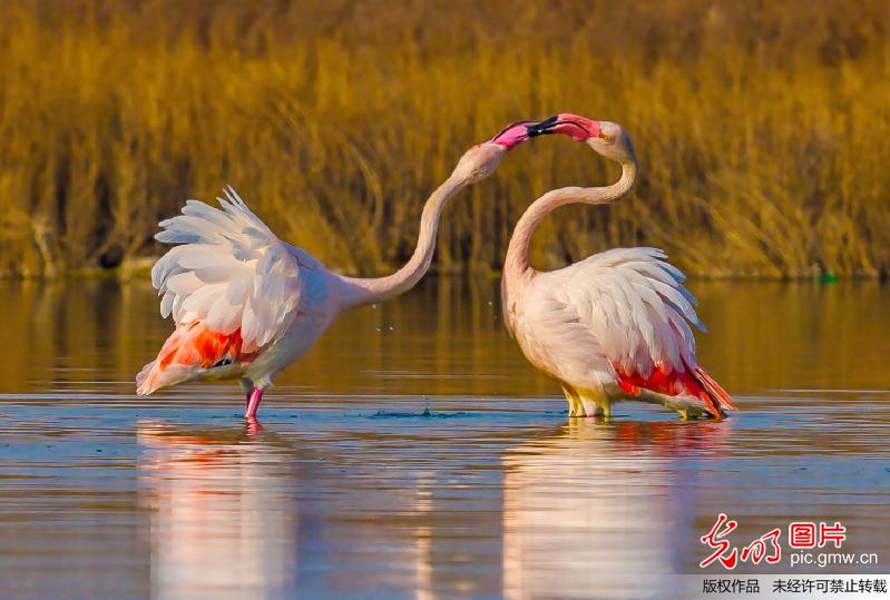 Flamingo seen in N China