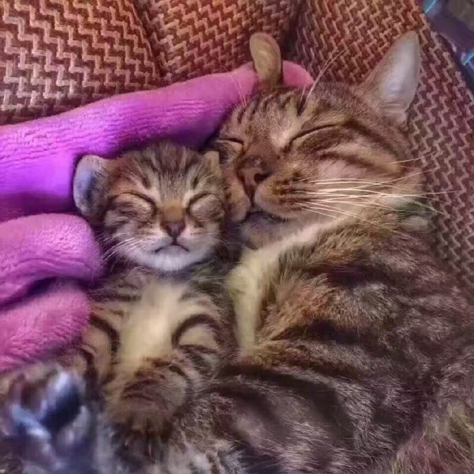 The cat brought back a kitten which looked just like his son