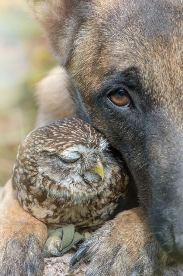So moved. Friendship beyond species