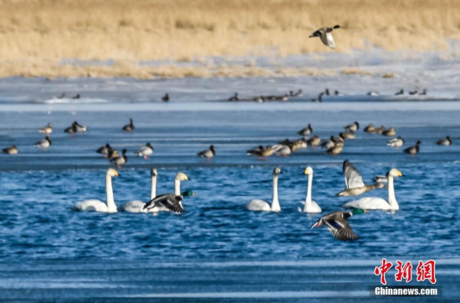 “Paradise of birds” seen in NW China’s Dunhuang