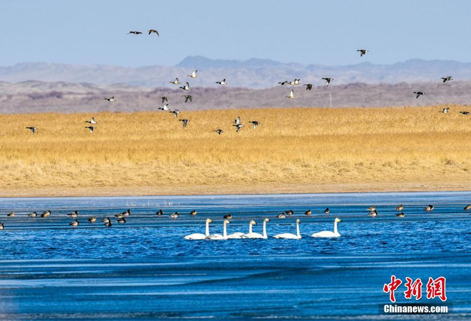 “Paradise of birds” seen in NW China’s Dunhuang