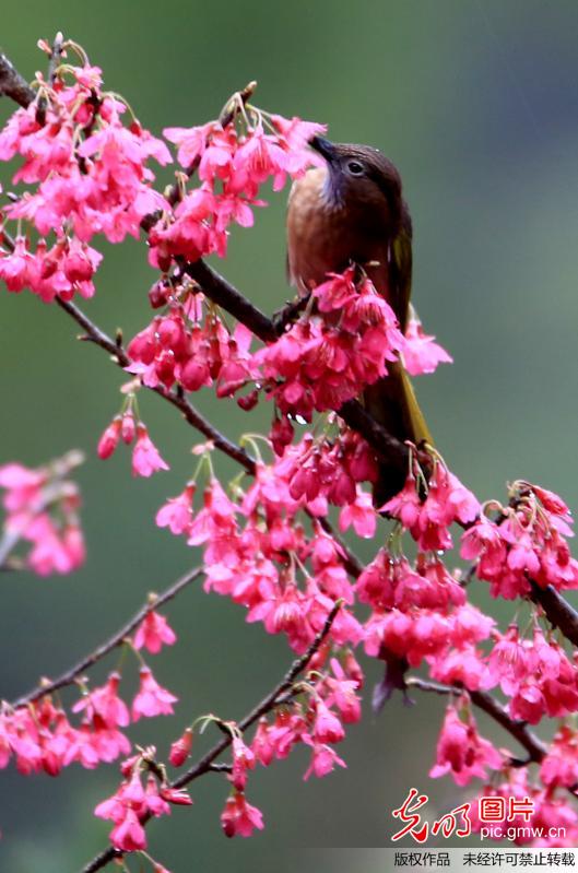 In pics: bird and blooming plum flowers in E China’s Anhui Province