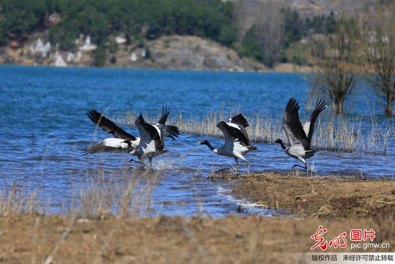 Black-necked cranes seen in SW China’s Guizhou