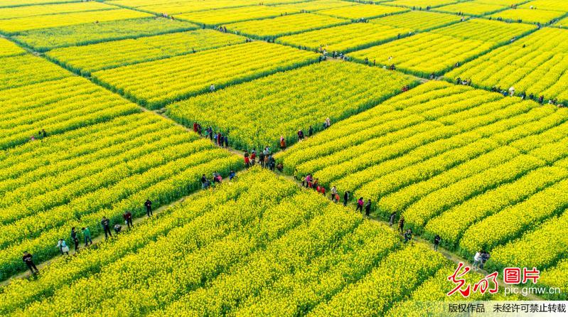 Aerial scenery of rapeseed flowers in east China’s Jiangxi Province