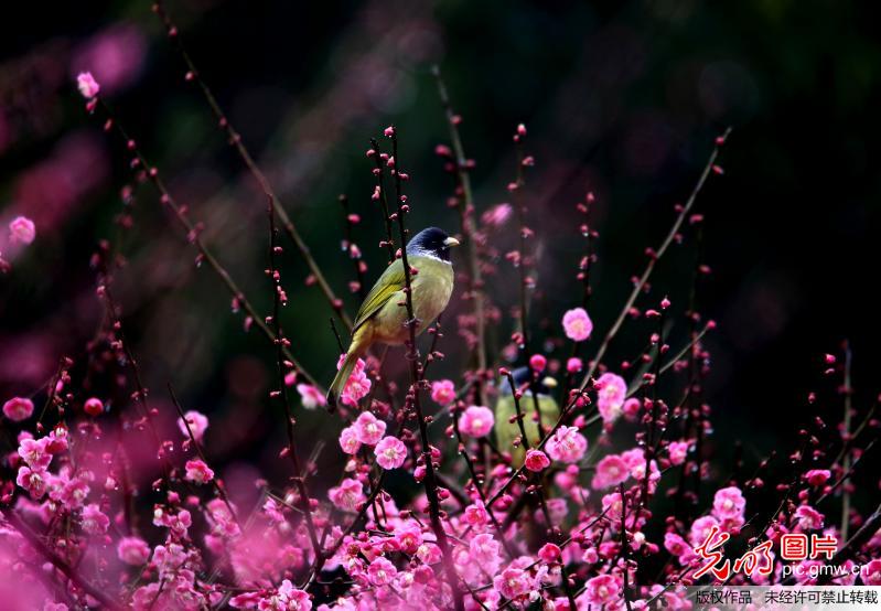 Cherry blossoms at Jinfo Mountain E China's Anhui