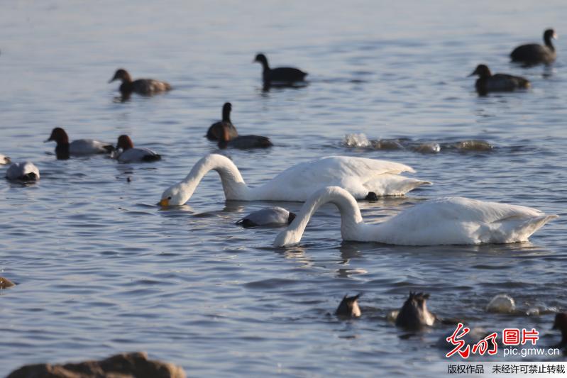 The swans moved back from Shandong