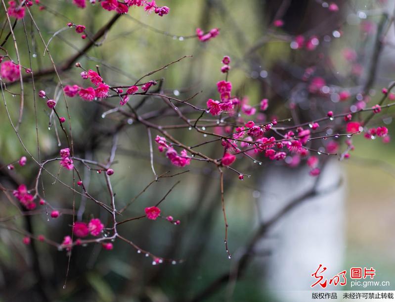 Red plum flowers in the rain